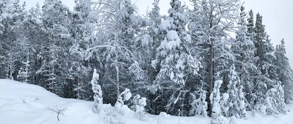 Abeto y pinos en el bosque cubierto de nieve. Paisaje frío invierno panorama —  Fotos de Stock