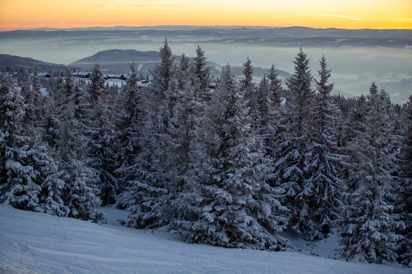Kvitfjell Kayak Köyü manzarası ve gün batımında birkaç donmuş karla kaplı köknar ağacı 