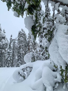 Kış Noel Masalı deseni. Ormanın donmuş ve karlı dallarına yakın