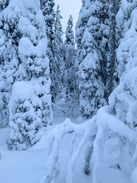 冬のクリスマスの垂直はがき。氷結した雪の枝に閉じこもる — ストック写真