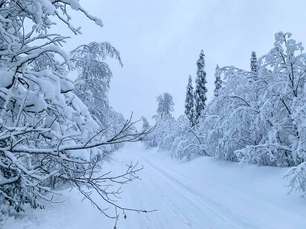 Notte Polare Congelata Nella Tundra Coperta Di Gelo Con Foresta Coperta Di  Neve E Strada Immagine Stock - Immagine di nave, bordo: 230029049