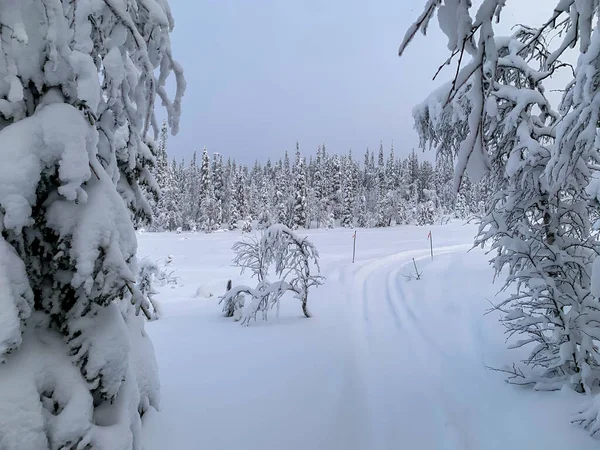 La pista de nieve va a la tundra al bosque de invierno entre el primer plano de las ramas congeladas. —  Fotos de Stock