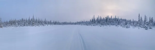 Panorama de noche polar en tundra congelada con bosque cubierto de nieve en el horizonte —  Fotos de Stock