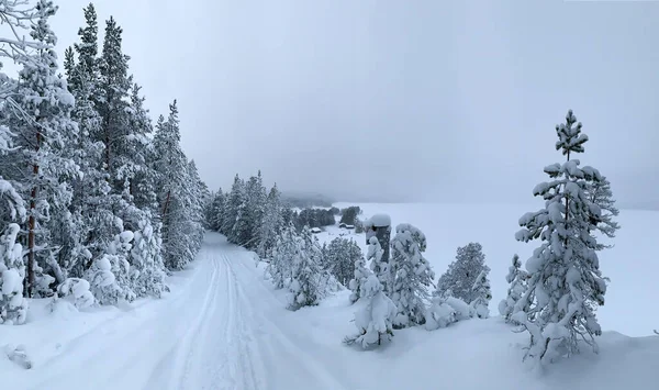 カレリアの雪の湖の冬の雪に覆われた森の崖. — ストック写真