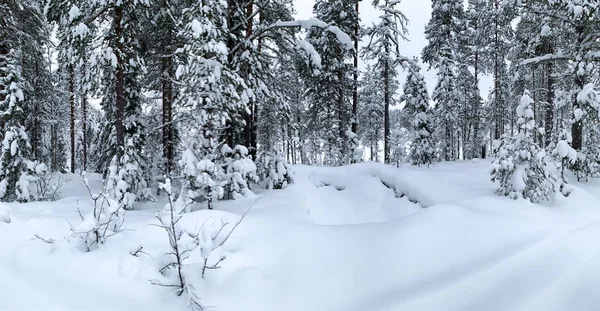 Notte Polare Congelata Nella Tundra Coperta Di Gelo Con Foresta Coperta Di  Neve E Strada Immagine Stock - Immagine di nave, bordo: 230029049