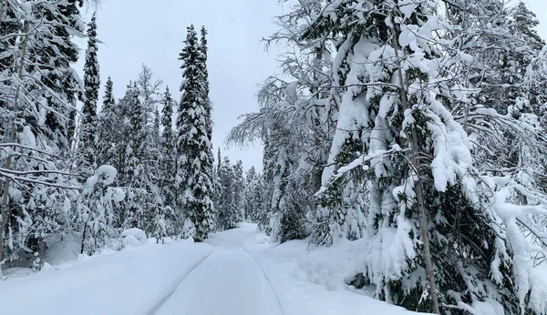 Sendero cubierto de nieve a través del bosque de coníferas congeladas nevadas en invierno frío —  Fotos de Stock