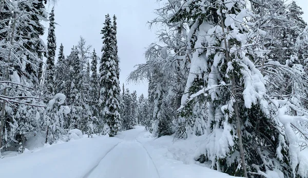 Soğuk kış mevsiminde karla kaplı donmuş kozalaklı orman boyunca yol.