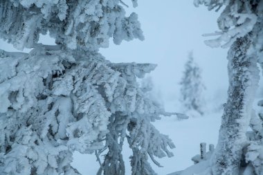 Kutup Noel gecesinin sisinde donmuş ve karla kaplı köknar ağaçları grubu
