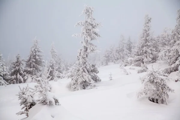 雪の霞。雪に覆われたトウヒ｜Polar Winter inノルウェー — ストック写真