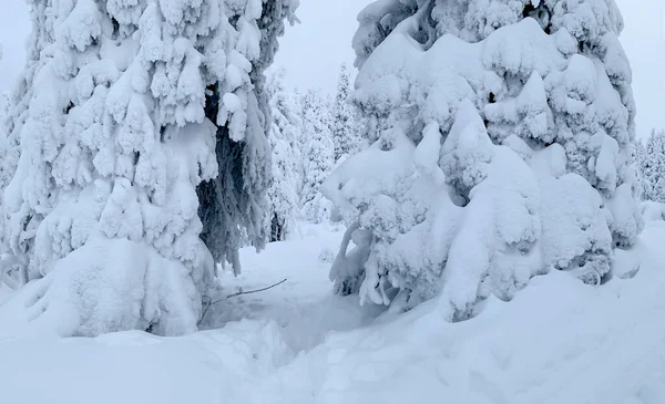Sendero entre dos abetos cubiertos de nieve en el bosque de taiga de invierno —  Fotos de Stock
