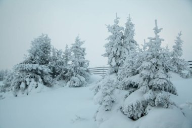 Kutup Noel gecesi sisi içinde donmuş ve karla kaplı bir grup ladin ağacı.
