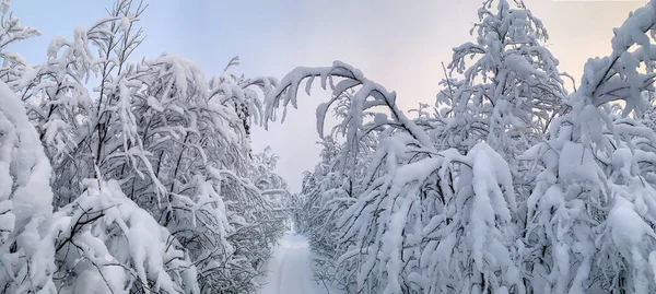 Notte Polare Congelata Nella Tundra Coperta Di Gelo Con Foresta Coperta Di  Neve E Strada Immagine Stock - Immagine di nave, bordo: 230029049