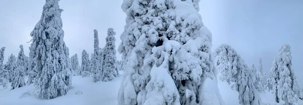Kutup gecesindeki kış tundra ormanında donmuş karla kaplı köknar ağaçları manzarası