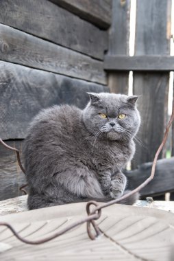 Sarı gözlü gri kedi