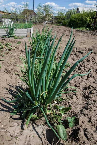 Bahar bahçe pırasa