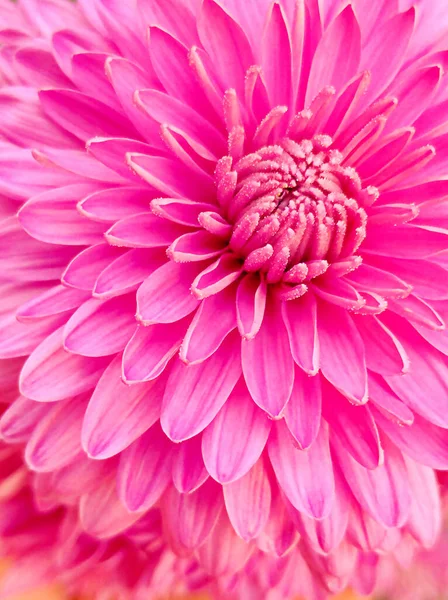 ピンク菊のクローズアップ 花の背景 — ストック写真