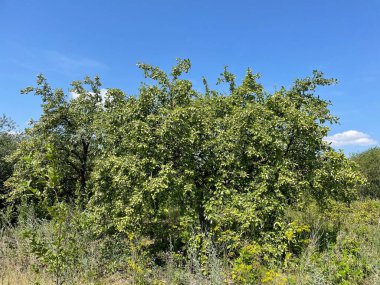 elma ağacı bir Bahçe