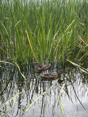 Şehirdeki ördekler 