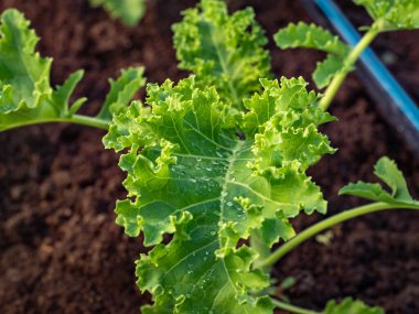 Yaprak taze yeşil kıvırcık salata ve organik yeşil ev çiftliğindeki saf su damlalarını kapatın. Yüksek kalite fotoğraf
