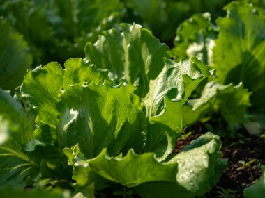 Organik yeşil ev çiftliğindeki taze yeşil salata yapraklarının yakın görüntüsü. Yüksek kalite fotoğraf