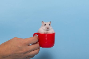 Dzungarian sevimli hamster mavi izole arka plan, reklam metni için kopyalama alanı 