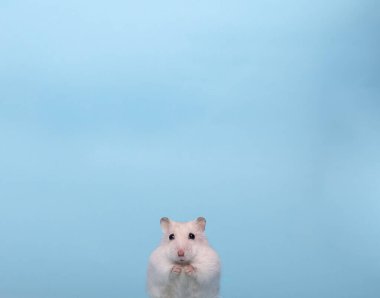 Şaşırtıcı duygu, beyaz hayvan. Sevimli evcil hayvan. Vay canına.