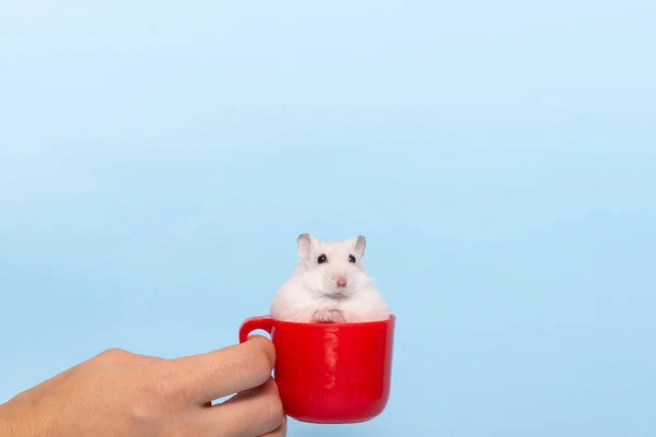 Dzungarian Bonito Hamster Fundo Isolado Azul Espaço Cópia — Fotografia de Stock
