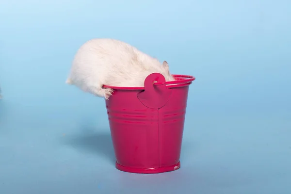 Dzungarian Bonito Hamster Fundo Isolado Azul Espaço Cópia — Fotografia de Stock