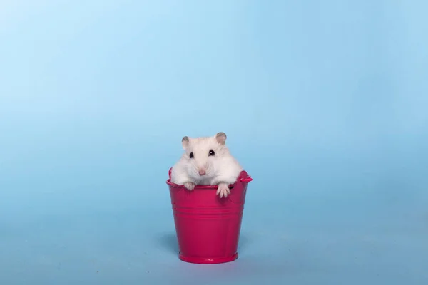 Dzungarian Bonito Hamster Fundo Isolado Azul Espaço Cópia — Fotografia de Stock