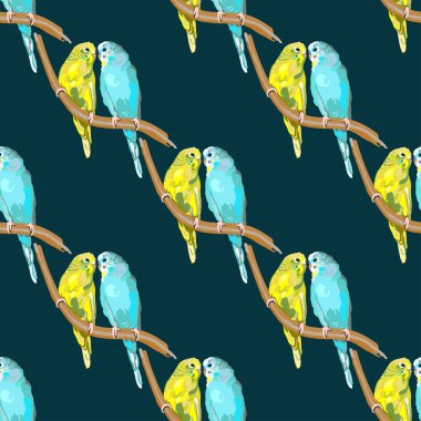 Papağan Avustralya renkli