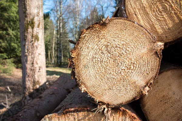 Wood logs background — Stock Photo, Image