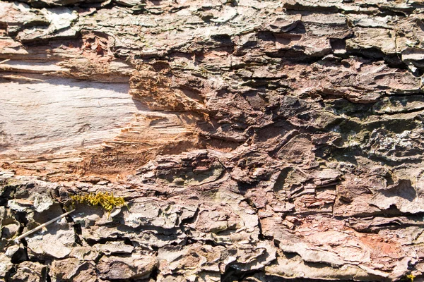 Madeira velha textura rachada — Fotografia de Stock