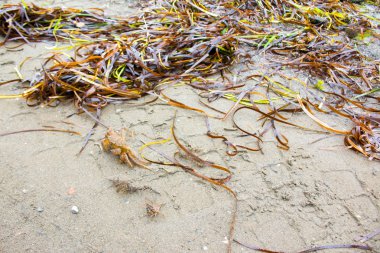 Kurutulmuş Laminaria arka plan.