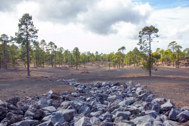 teide, tenerife, çam ağaçları