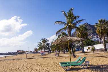 Lüks sahil boyunca palmiye ağacı yaprakları