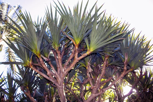 Trópusi sziget pálmafákkal — Stock Fotó