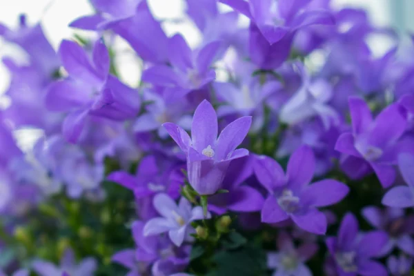 Violeta colorido Campanula — Fotografia de Stock