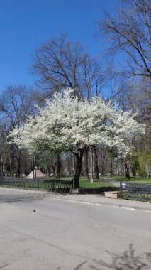 Prunus cerasifera çiçekli bir ağaç.
