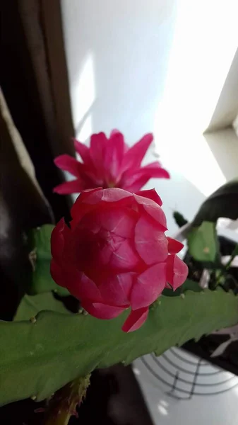 Bourgeon Fleur Cactus Rose — Photo