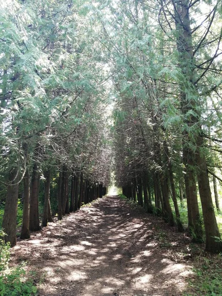 Doğa Denizi Okyanusu Güzel sahil Tayland