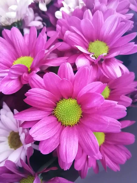 Doğa güzel sahil çiçekleri