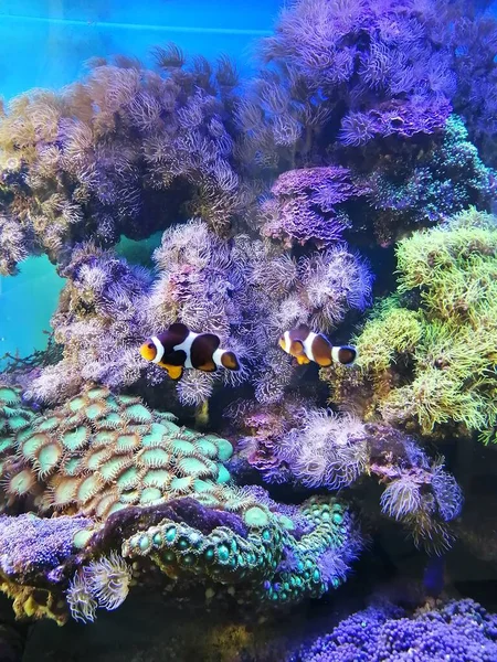 Doğa Denizi Okyanusu Güzel sahil Tayland