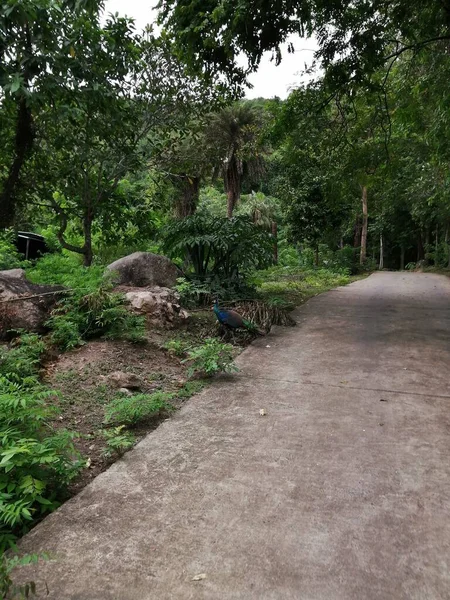 Doğa Denizi Okyanusu Güzel sahil Tayland