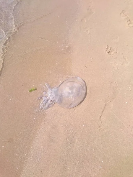 Doğa Denizi Okyanusu Güzel sahil Tayland