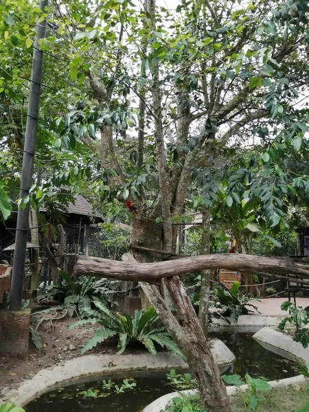 Doğa Denizi Okyanusu Güzel sahil Tayland