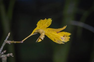 Parktaki sinekkuşu gibi sarı yaprak