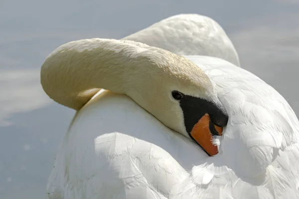 Cigno Bianco Che Riposa Nell Acqua — Foto Stock