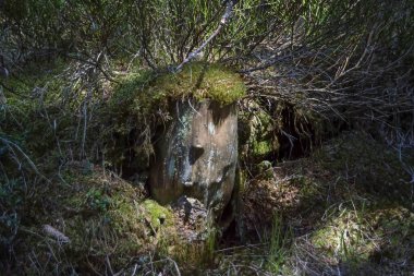 Ağaç gövdesi heykele benziyor.