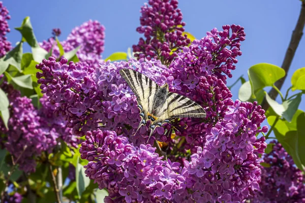 Beautiful Butterfly Purple Buddleja — Stock Photo, Image