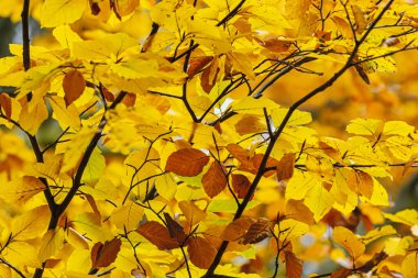 Sarı sonbahar yapraklarının arka planı